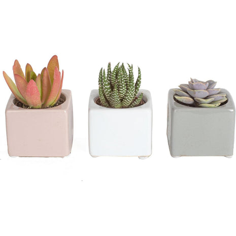Costa Farms Mini Succulent Live Plants in Cute Pots, Easy to Maintain Indoor Succulents, Houseplants for Home or Office Decor, House Warming or Birthday Gift, 2-3.5 Inches Tall, Pack of 3