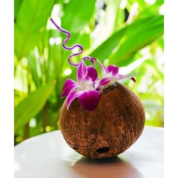Miami Fresh Orchid Loose Bloom PERISHABLE flowers OrchidClub USA Sunne Tropical DIY lei, food & drink decoration (100 PURPLE)