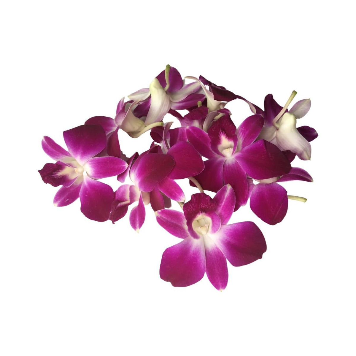 Miami Fresh Orchid Flower OrchidClub USA Sunne Tropical Loose Bloom DIY Lei, food & drink decoration (50 PURPLE)