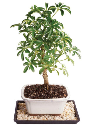 Brussel's Bonsai Live Hawaiian Umbrella Bonsai Tree - Small, 3 Year, 4 to 7 Inches Tall - Indoor Bonsai Tree with Bonsai Pot and Bonsai Tray