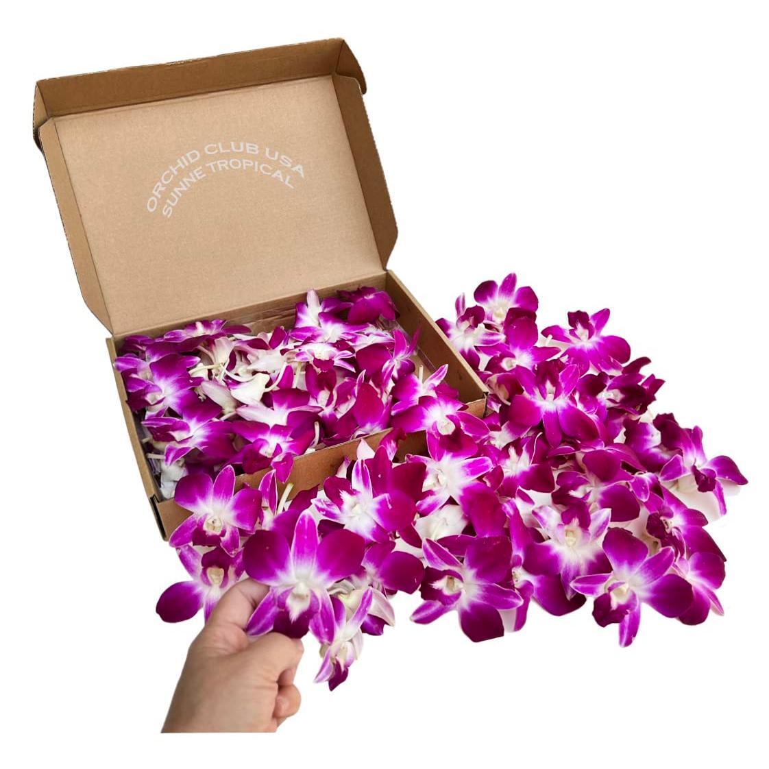 Miami Fresh Orchid Loose Bloom PERISHABLE flowers OrchidClub USA Sunne Tropical DIY lei, food & drink decoration (100 PURPLE)