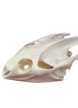 CLLOEAT Taxidermy Real Animals Skulls, Real Bones Specimen, Taxidermy Supplies for Science Education, Special Gift (Turtle Skull)