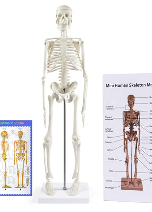 breesky Human Skeleton Model for Anatomy: 17" Human Skeleton Model with Movable Arms and Legs - Scientific Model for Study and Display
