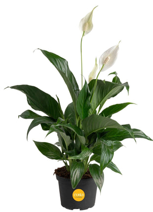 Costa Farms Peace Lily, Live Indoor Plant with Flowers, Air Purifying Houseplant in Nursery Planter Pot, Potting Soil, Thinking of You Gift, Plants Room Decor, 1 Foot Tall