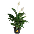 Costa Farms Peace Lily, Live Indoor Plant with Flowers, Air Purifying Houseplant in Nursery Planter Pot, Potting Soil, Thinking of You Gift, Plants Room Decor, 1 Foot Tall