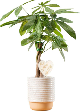 Costa Farms Money Tree Live Plant in Decorative Pot, Easy to Maintain, Air Purifying Braided Indoor Houseplant, Home, Room, or Office Decor, House Warming or Birthday Gift, 12-16 Inches Tall