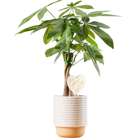 Costa Farms Money Tree Live Plant in Decorative Pot, Easy to Maintain, Air Purifying Braided Indoor Houseplant, Home, Room, or Office Decor, House Warming or Birthday Gift, 12-16 Inches Tall