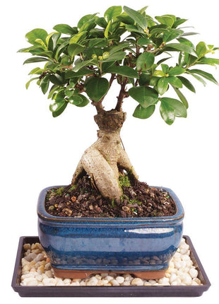 Brussel's Bonsai Live Ginseng Grafted Ficus Indoor Bonsai Tree - Medium, 6 Year, 8 to 12 In - Live Bonsai Tree in Ceramic Bonsai Pot and Humidity Tray