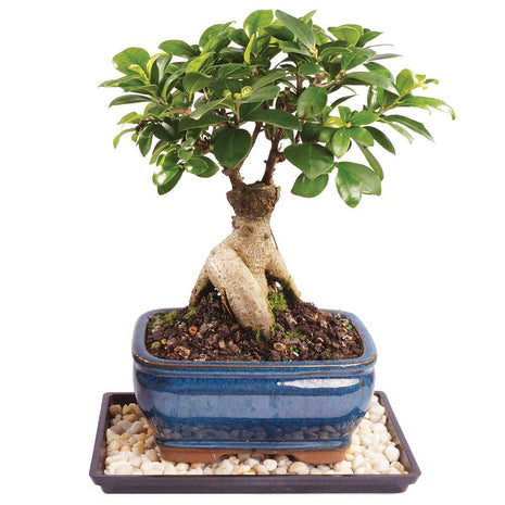 Brussel's Bonsai Live Ginseng Grafted Ficus Indoor Bonsai Tree - Medium, 6 Year, 8 to 12 In - Live Bonsai Tree in Ceramic Bonsai Pot and Humidity Tray