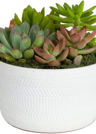 Costa Farms Live Succulents Garden, Assorted Plant Varieties in Decorative Pot, Easy to Maintain Succulent Indoor Houseplants, Room Decor, House Warming or Birthday Gift, 6 Inches Tall