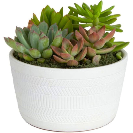 Costa Farms Live Succulents Garden, Assorted Plant Varieties in Decorative Pot, Easy to Maintain Succulent Indoor Houseplants, Room Decor, House Warming or Birthday Gift, 6 Inches Tall