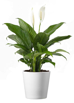 American Plant Exchange Peace Lily, Live Spathiphyllum Plant, Indoor Flowering Houseplant, 4-Inch Pot, Deco Cover, Easy Care, Low Light, Perfect for Housewarming, Sympathy, or Party Gift