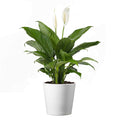 American Plant Exchange Peace Lily, Live Spathiphyllum Plant, Indoor Flowering Houseplant, 4-Inch Pot, Deco Cover, Easy Care, Low Light, Perfect for Housewarming, Sympathy, or Party Gift