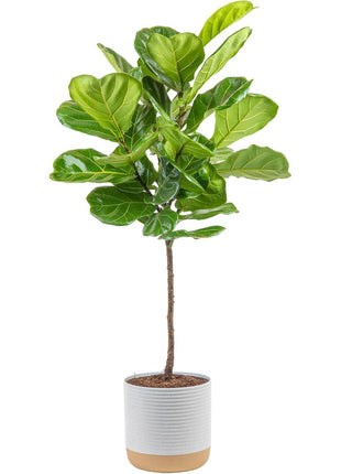 Costa Farms Fiddle Leaf Fig Tree, Ficus Lyrata Live Indoor Plant Potted in Indoor Garden Plant Pot, Potting Soil, Floor Houseplant Gift for Housewarming, Tropical Home or Room Decor, 3-4 Feet Tall