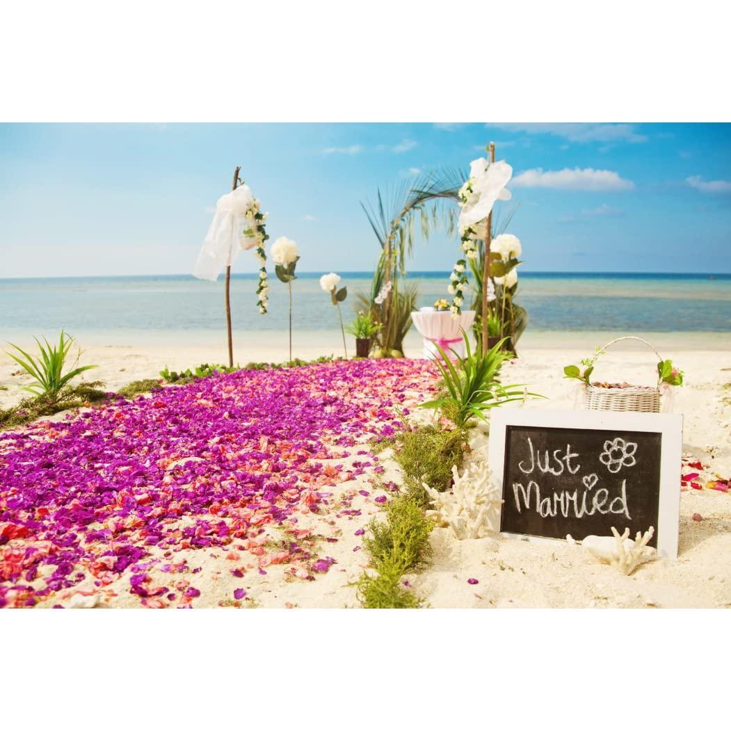 Miami Fresh Orchid Loose Bloom PERISHABLE flowers OrchidClub USA Sunne Tropical DIY lei, food & drink decoration (100 PURPLE)