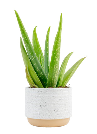 Costa Farms Aloe Vera Live Plant in Decorative Pot, Easy to Maintain, Air Purifying Succulent Indoor Houseplant, Home, Room, or Office Decor, House Warming or Birthday Gift, 12-18 Inches Tall