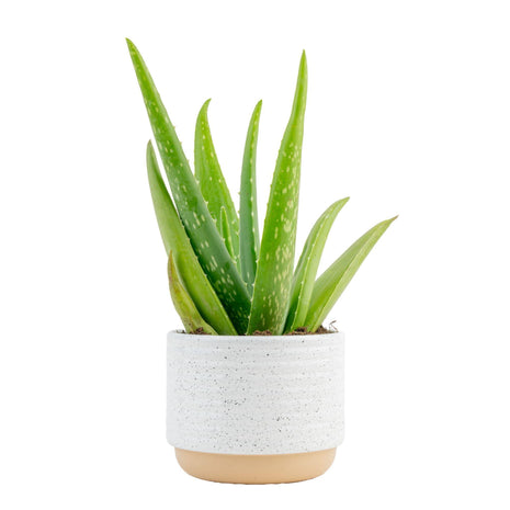 Costa Farms Aloe Vera Live Plant in Decorative Pot, Easy to Maintain, Air Purifying Succulent Indoor Houseplant, Home, Room, or Office Decor, House Warming or Birthday Gift, 12-18 Inches Tall