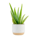 Costa Farms Aloe Vera, Live Succulent Plant, Easy Care Indoor Houseplant in Modern Décor Planter, Room Air Purifier, Tabletop, Office, Desk or Home Décor, Birthday, Gardening Gift, 10-12 Inches Tall