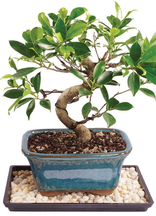 Brussel's Bonsai Live Golden Gate Ficus Indoor Bonsai Tree - Small, 4 Years Old, 5 to 8 In - Live Bonsai Tree in Ceramic Bonsai Pot with Humidity Tray