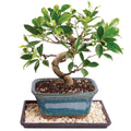 Brussel's Bonsai Live Golden Gate Ficus Indoor Bonsai Tree - Small, 4 Years Old, 5 to 8 In - Live Bonsai Tree in Ceramic Bonsai Pot with Humidity Tray
