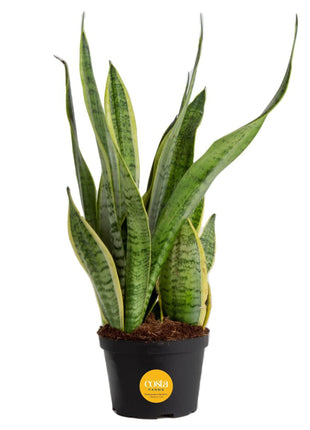 Costa Farms Sansevieria Grower's Choice Snake Live Indoor Plant, 12-Inches Tall, Grower Pot