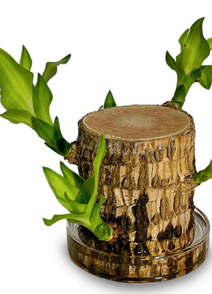 Brazilian Lucky Tree Plants, Bamboo and Trays, Small Plant desks, Good Luck Offices, Kitchens, Living Rooms, Home Decorations, Brazilian Lucky Tree