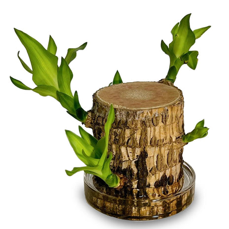 Brazilian Lucky Tree Plants, Bamboo and Trays, Small Plant desks, Good Luck Offices, Kitchens, Living Rooms, Home Decorations, Brazilian Lucky Tree