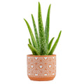 Costa Farms Aloe Vera, Easy to Grow Live Succulent Plant, Indoor Houseplant in Décor Plant Pot, Housewarming, Birthday Gift, Room or Home Decor, 10-12 Inches Tall