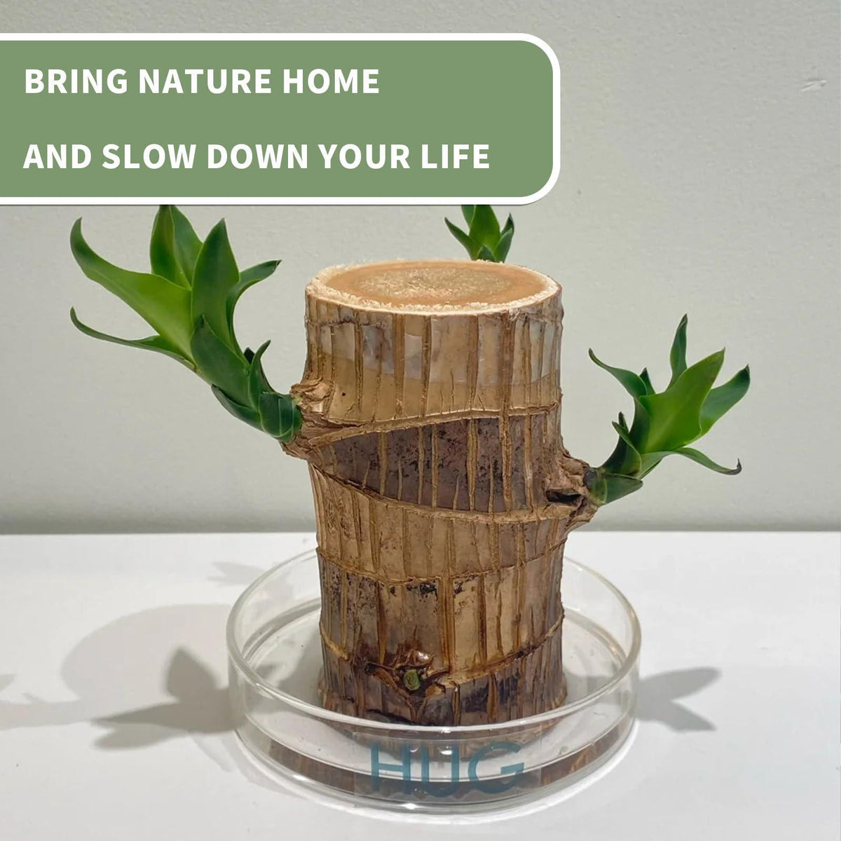 Joxipe Brazilian Lucky Tree Plants, Bamboo and Trays, Small Plant desks, Good Luck Offices, Kitchens, Living Rooms, Home Decorations, Brazilian Lucky Tree