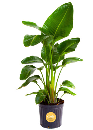Costa Farms White Bird of Paradise Live Plant in Plastic Pot, Large Indoor Houseplant, Perfect for Home, Room, or Office Decor, Great House Warming or Birthday Gift, 2-3 Feet Tall