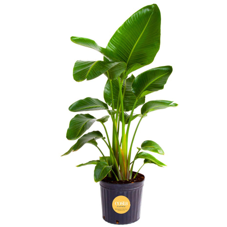 Costa Farms White Bird of Paradise Live Plant in Plastic Pot, Large Indoor Houseplant, Perfect for Home, Room, or Office Decor, Great House Warming or Birthday Gift, 2-3 Feet Tall