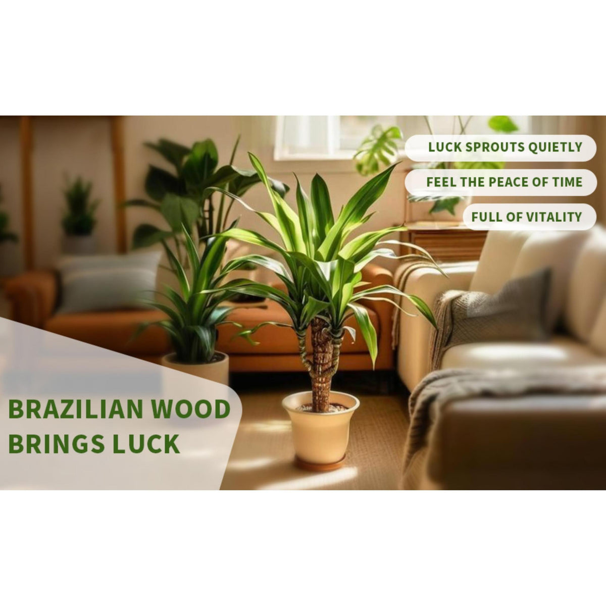 Joxipe Brazilian Lucky Tree Plants, Bamboo and Trays, Small Plant desks, Good Luck Offices, Kitchens, Living Rooms, Home Decorations, Brazilian Lucky Tree