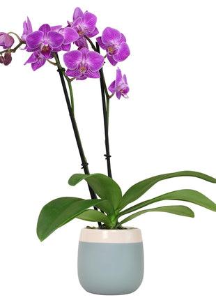 Premium Purple Live Orchid Plant Blooming in 3.5 inch Blue & White Orchid Pot, Live Plants, Houseplant Gifts, Approx. 16 inch Tall, Pet Friendly Houseplants, Phalaenopsis Moth Flower by Plants for Pets
