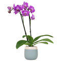 Premium Purple Live Orchid Plant Blooming in 3.5 inch Blue & White Orchid Pot, Live Plants, Houseplant Gifts, Approx. 16 inch Tall, Pet Friendly Houseplants, Phalaenopsis Moth Flower by Plants for Pets