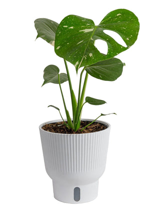 Costa Farms Thai Constellation, Variegated Monstera Live Plant in Self Watering Pot, Indoor Houseplant, Home, Room, or Office Decor, House Warming or Birthday Gift, 12-18 Inches Tall