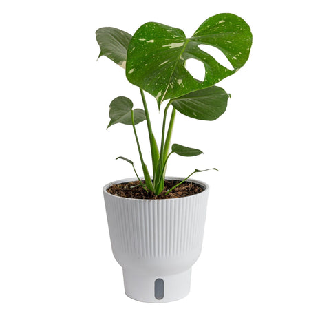 Costa Farms Thai Constellation, Variegated Monstera Live Plant in Self Watering Pot, Indoor Houseplant, Home, Room, or Office Decor, House Warming or Birthday Gift, 12-18 Inches Tall