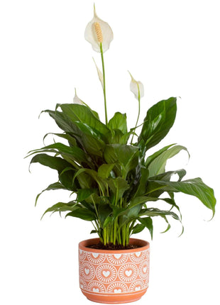 Costa Farms Peace Lily Live Plant in Decorative Pot, Air Purifying Flowering Indoor Houseplant, Perfect for Home, Room, or Office Decor, Great House Warming or Birthday Gift, 14-24 Inches Tall