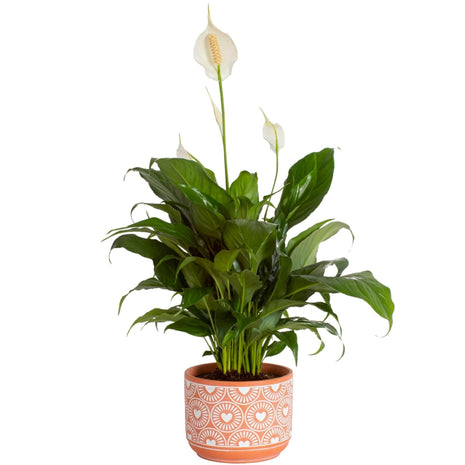 Costa Farms Peace Lily Live Plant in Decorative Pot, Air Purifying Flowering Indoor Houseplant, Perfect for Home, Room, or Office Decor, Great House Warming or Birthday Gift, 14-24 Inches Tall
