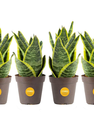 Costa Farms Snake Plant, Live Plants in Plastic Pots, Easy to Maintain, Air Purifying Indoor Succulent Houseplants, Assorted Variety, Home, Room, or Office Decor, Pack of 3, 8-12 Inches Tall
