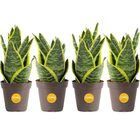 Costa Farms Snake Plant, Live Plants in Plastic Pots, Easy to Maintain, Air Purifying Indoor Succulent Houseplants, Assorted Variety, Home, Room, or Office Decor, Pack of 3, 8-12 Inches Tall