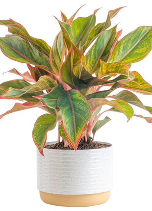 Costa Farms Chinese Evergreen Live Plant in Decorative Pot, Easy to Maintain, Air Purifying Indoor Houseplant, Home, Room, or Office Decor, House Warming or Birthday Gift, 12-18 Inches Tall