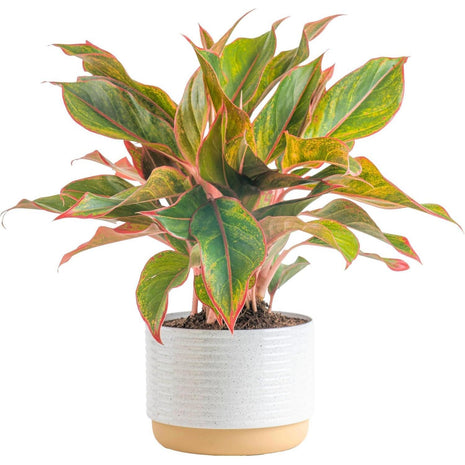 Costa Farms Chinese Evergreen Live Plant in Decorative Pot, Easy to Maintain, Air Purifying Indoor Houseplant, Home, Room, or Office Decor, House Warming or Birthday Gift, 12-18 Inches Tall
