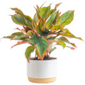 Costa Farms Chinese Evergreen, Red, Easy to Grow Live Indoor Plant Aglaonema, Houseplant Potted in Indoors Garden Plant Pot, Potting Soil Mix, Gift for New Home, Office, or Home Décor, 1-2 Feet Tall