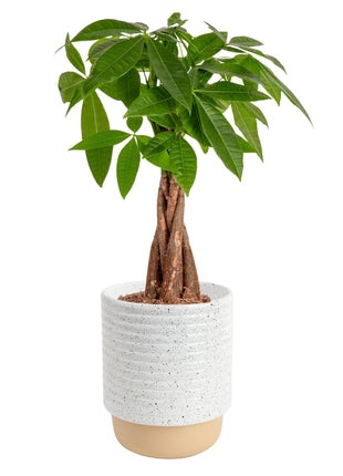 Costa Farms Money Tree Live Plant in Decorative Pot, Air Purifying, Braided Indoor Houseplant, Perfect for Home, Room, or Office Decor, Great House Warming or Birthday Gift, 12-16 Inches Tall