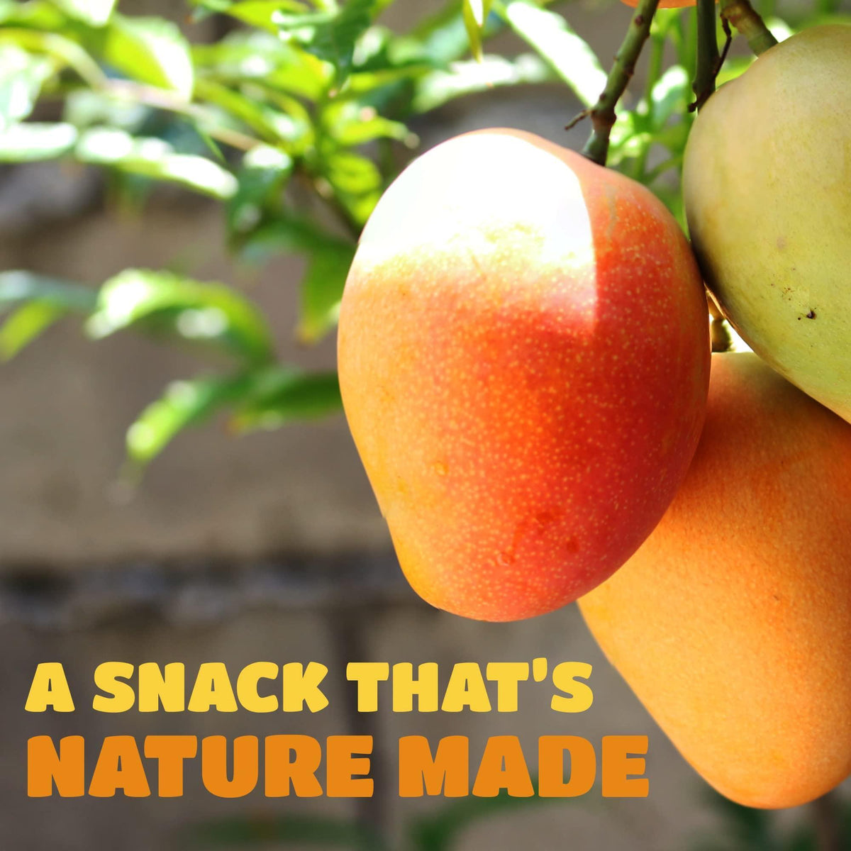 Dried Mango Slices - Delicious Texture Soft & Juicy Low Sugar Added Dried Mango - Naturally Ripened Mangos Dried Fruits - Gluten Free Dry Mangoes Natural Source of Vitamin C, Fiber, 16 oz (16 Single Pack)