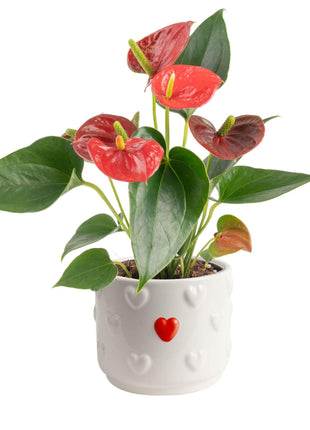 Costa Farms Anthurium, Flamingo Flower Live Plant in Decorative Pot, Air Purifying Flowering Indoor Houseplant, Home, Room, or Office Decor, House Warming or Birthday Gift, 10-14 Inches Tall