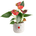 Costa Farms Anthurium Plant, Live Indoor Houseplant with Red Flowers, Easy Grow Flowering House Plant in Cute Décor Pot, Birthday, Housewarming, Get Well Soon, Home, Room, Office Décor, 12-Inches Tall