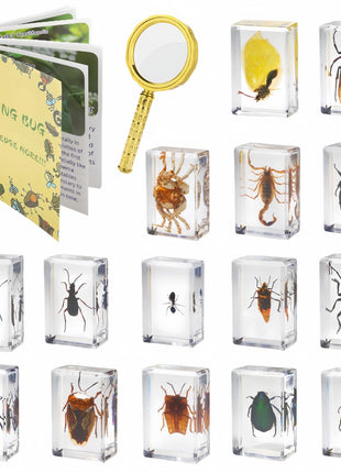 15 Insect specimens,Real Specimens of Various Butterflies and Beetles Made of Resin, Used for Science Classroom Science Education Animal Specimens, Bug Preserved,Oddities, Biology (15 Pcs Beetles)