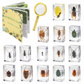 15 Insect specimens,Real Specimens of Various Butterflies and Beetles Made of Resin, Used for Science Classroom Science Education Animal Specimens, Bug Preserved,Oddities, Biology (15 Pcs Beetles)