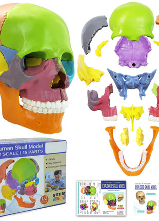 New Anatomy Skull Model 15 Parts Human Anatomy Exploded Skull Detachable Palm-Sized Mini Human Color Medical Skull Model,Medical Dental Clinic Teaching Equipment,Learning with Color Study Manual